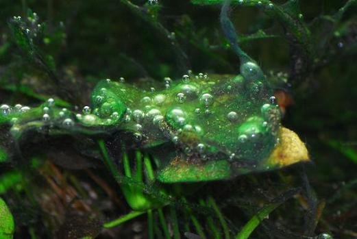 Blue green algae under control