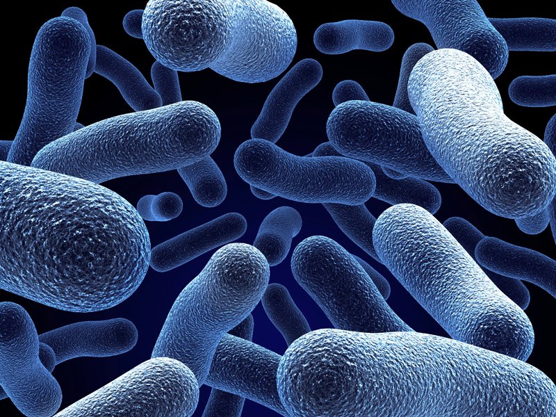 Beneficial Bacteria in Aquarium