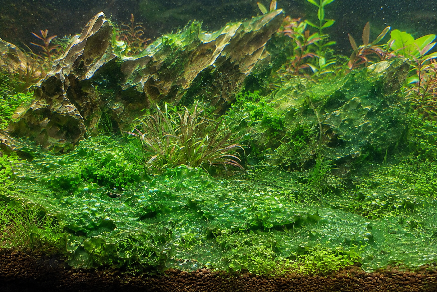 Moderate to heavy cyanobacteria infestation