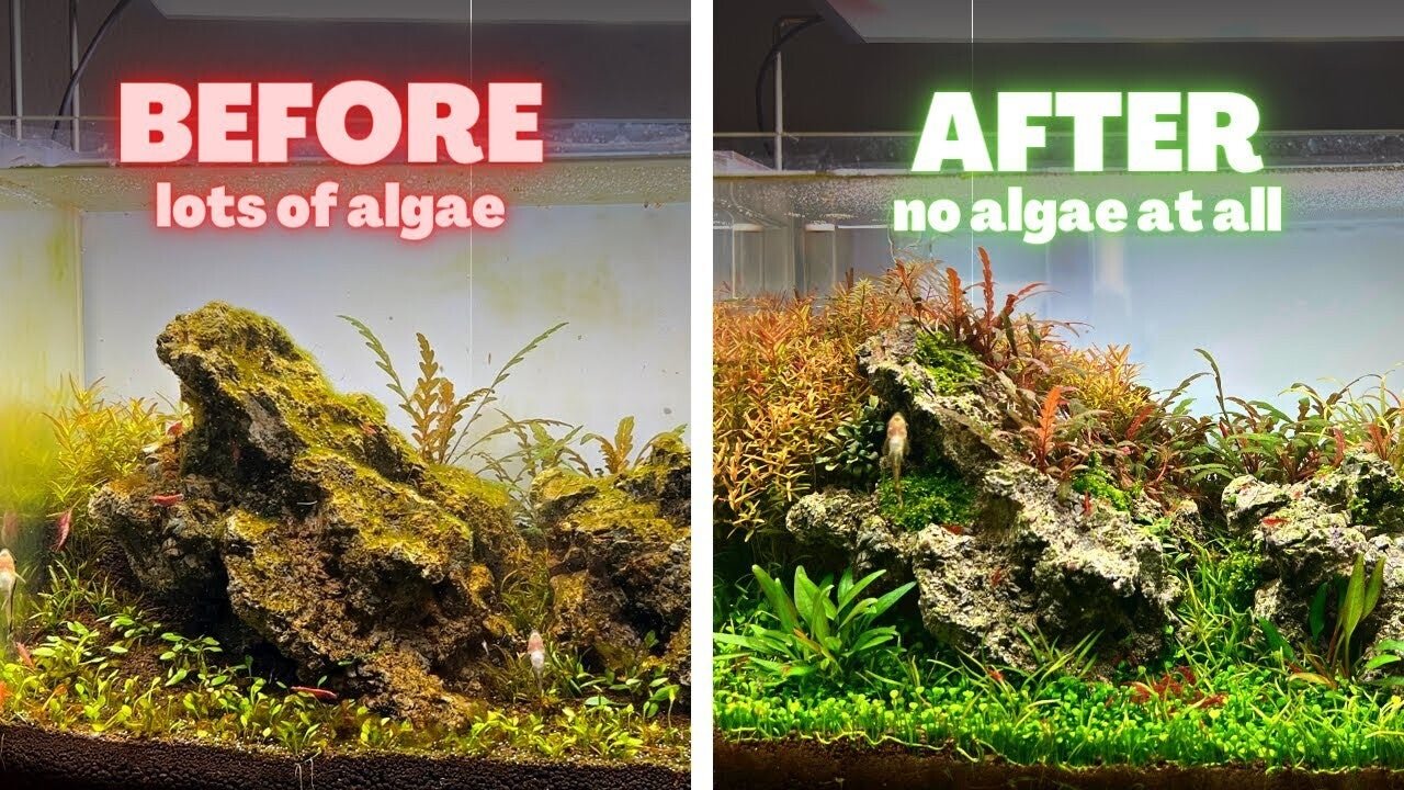 Blue-Green Algae: How to Treat It
