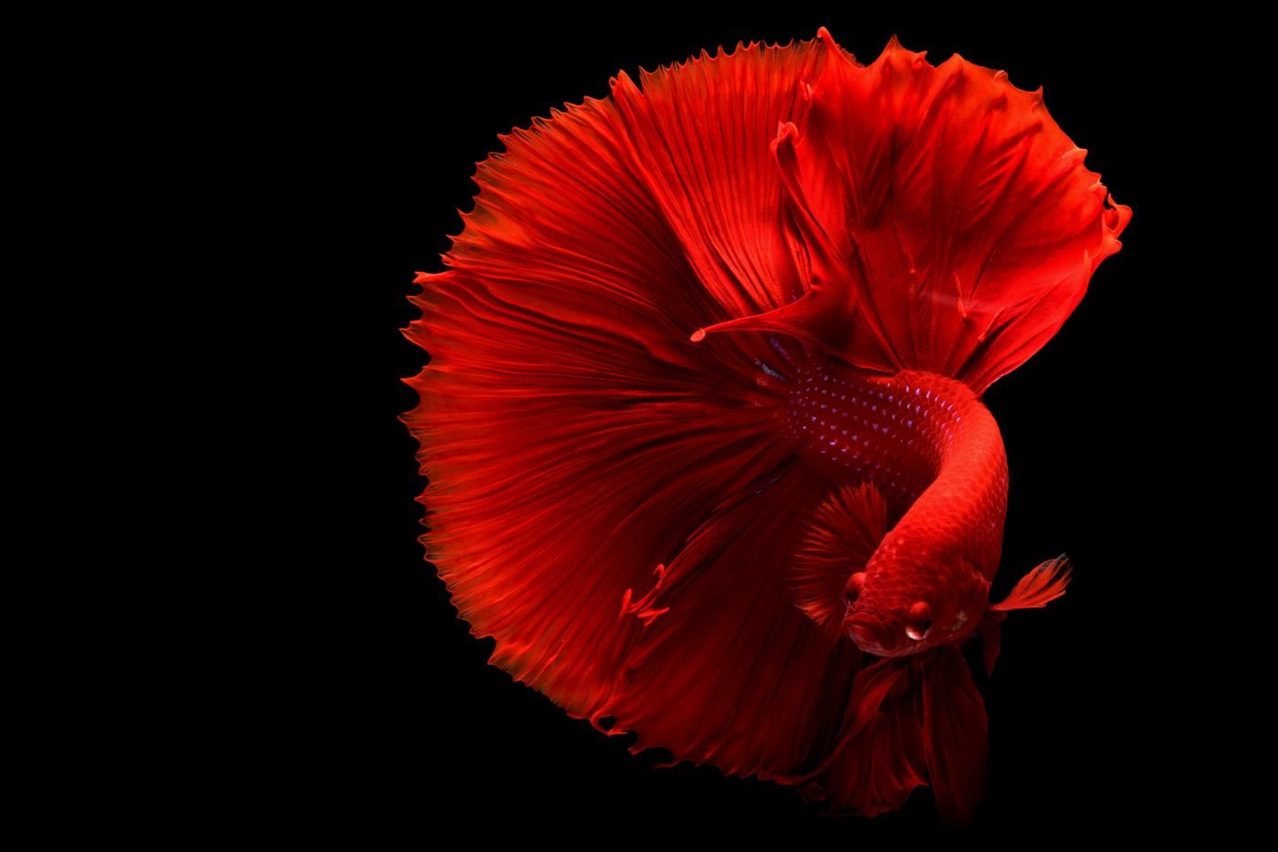 Red betta fish