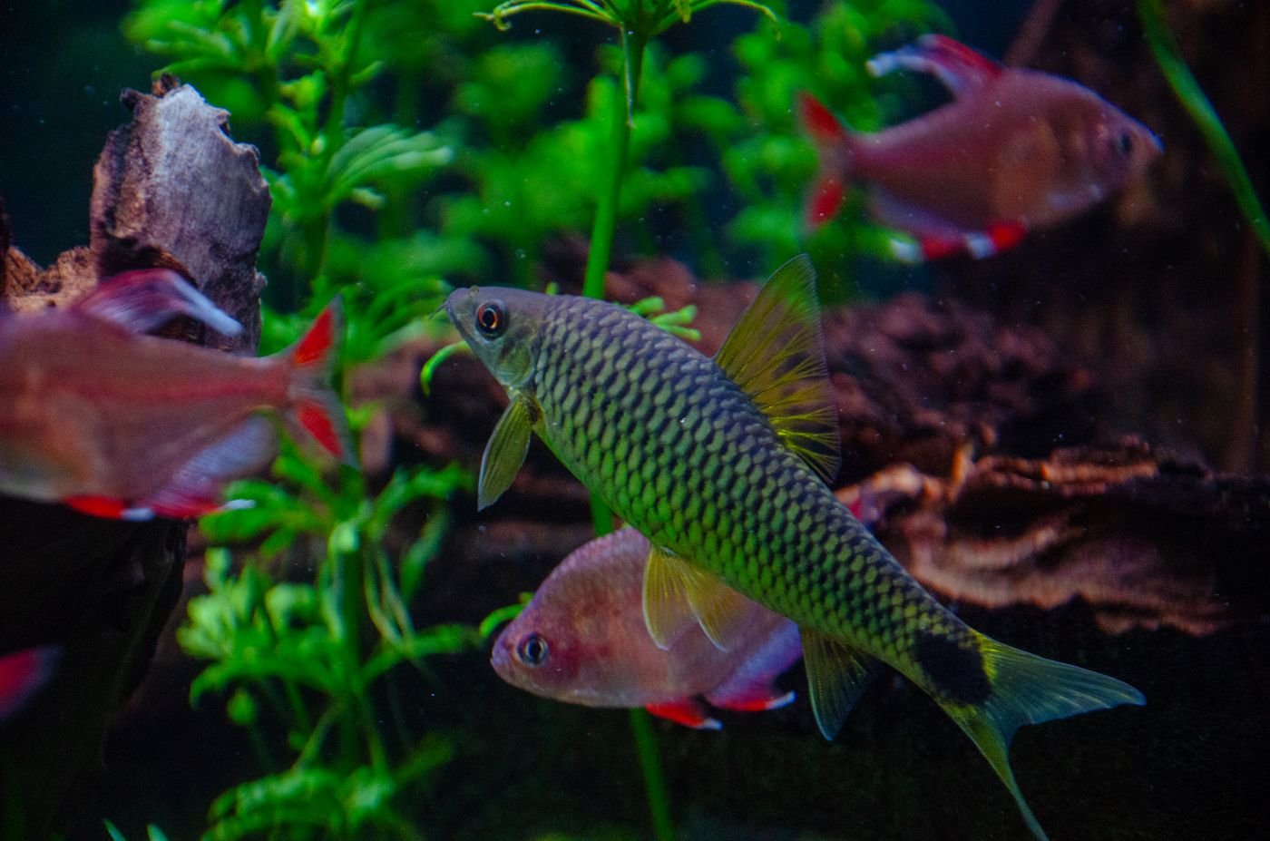 Tropical fish in a planted aquarium