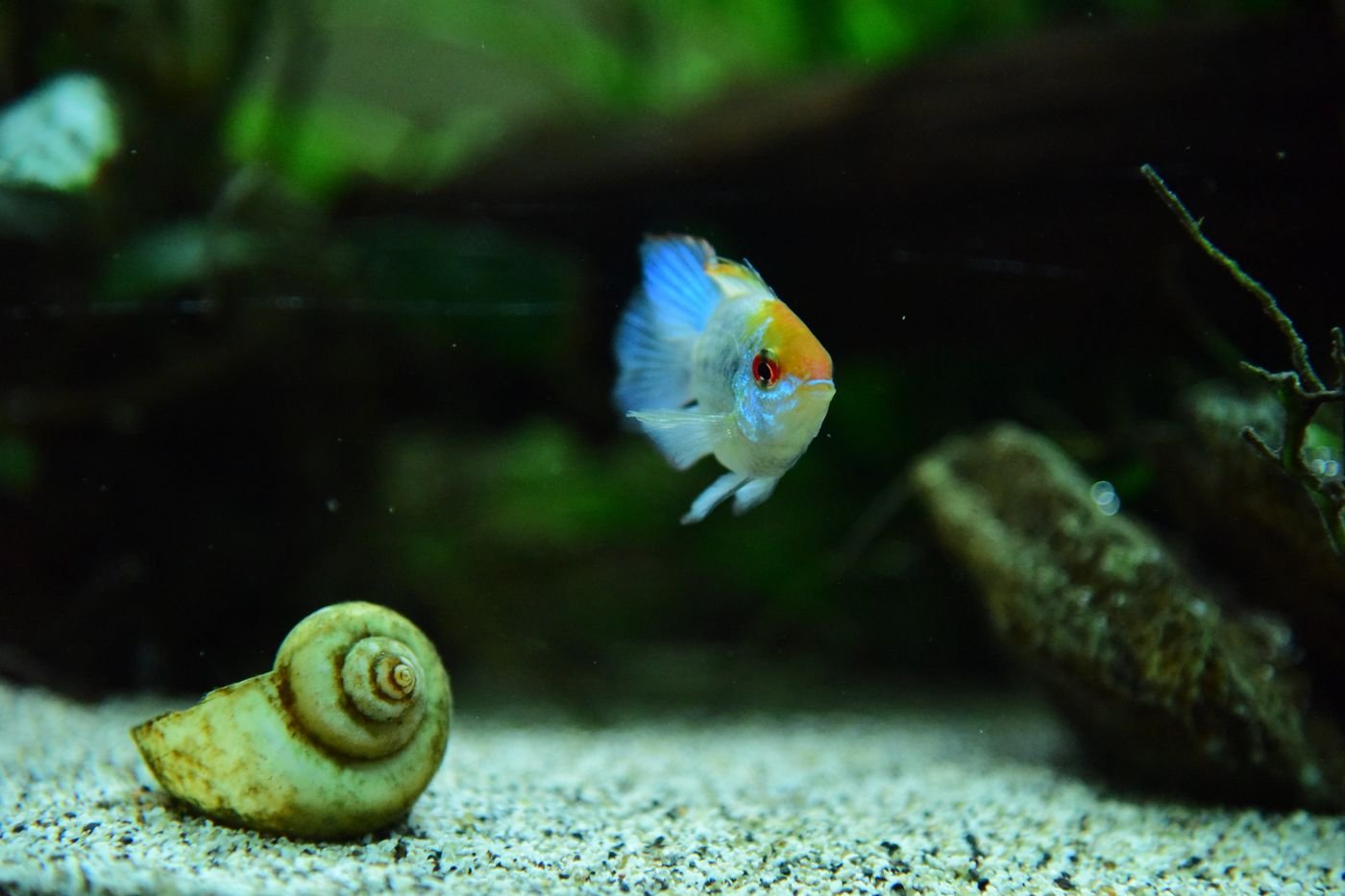 Aquarium snail on sand
