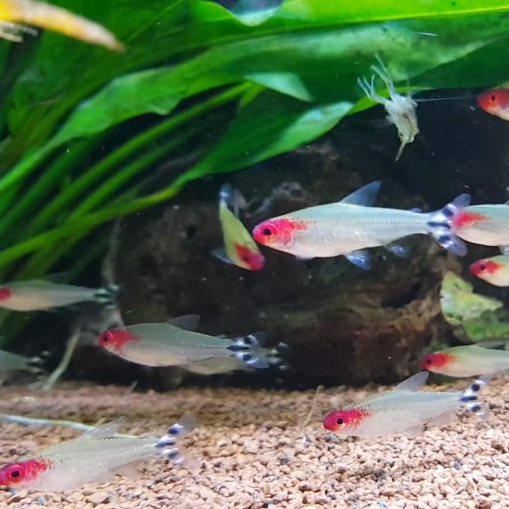 School of rummy-nose tetras in a planted aquarium